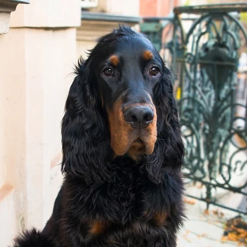Henri