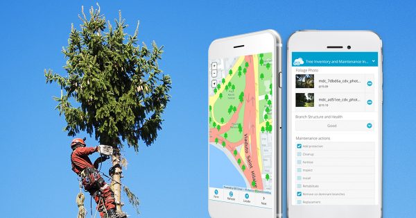 Arborist inspecting a tree; tree inventory form in GIS Cloud MDC