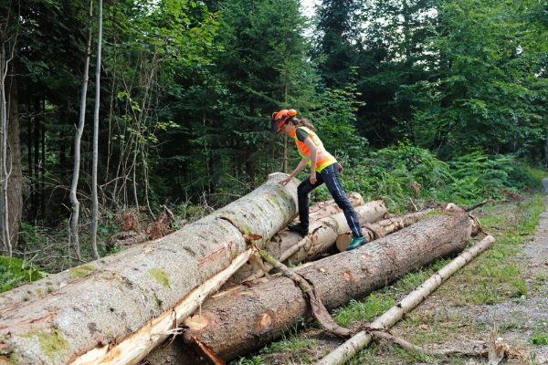 Forester inspecting felled timber in the field