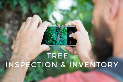 Increase Efficiency In Tree Inventory And Inspection With GIS Cloud