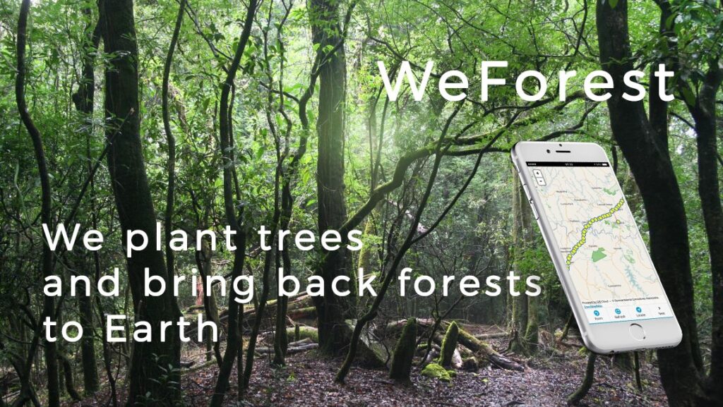 forest restoration