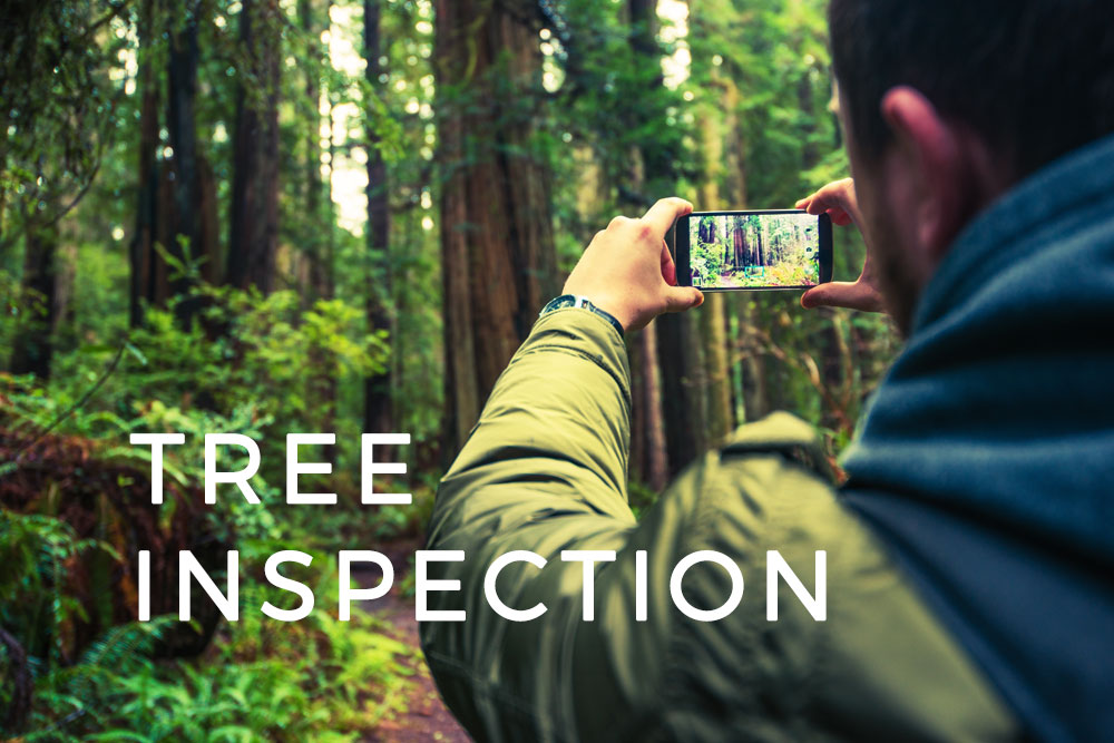 Improving Tree Inspections With Mobile Data Collection (Case Study